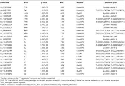 Genetic Dissection of Grain Yield of Maize and Yield-Related Traits Through Association Mapping and Genomic Prediction